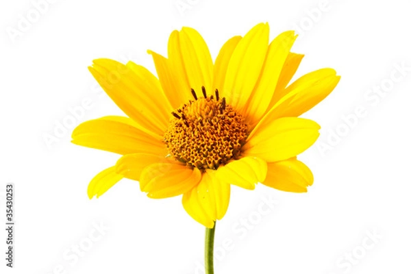 Obraz yellow  flowers