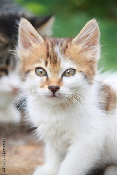 Obraz Малесенька