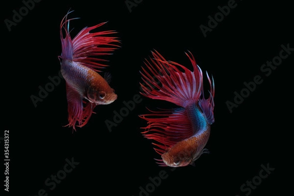 Fototapeta Two dancing red  purple crown tail betta siamense fighting fish isolated on black color background