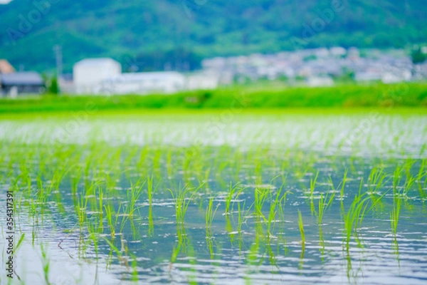 Fototapeta 植えたての稲