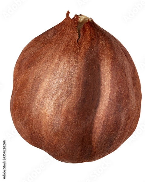 Fototapeta One hazelnut isolated on white background
