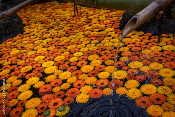 Fototapeta 黄色とオレンジの花手水