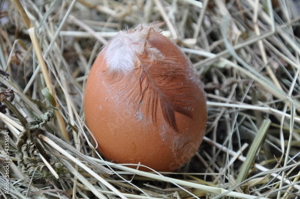 Fototapeta egg in nest