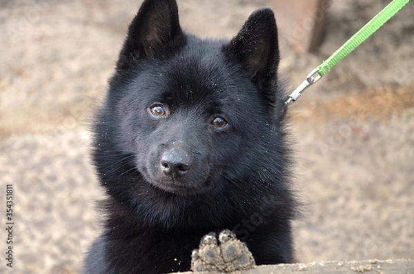 Fototapeta A curious dog is looking directly at the camera. Black dog on a leash.