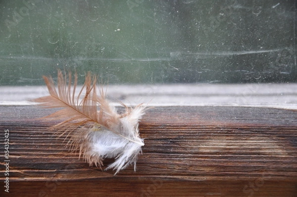 Obraz a bird of prey