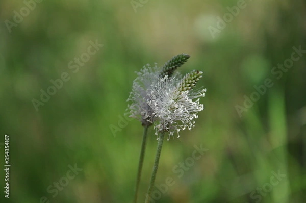Obraz flower in the grass