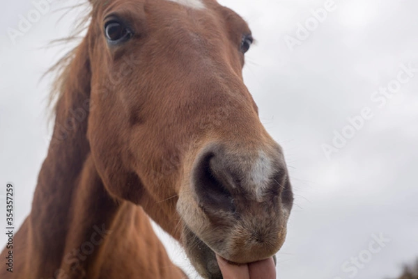Obraz A closeup of a brown horse's face and snout