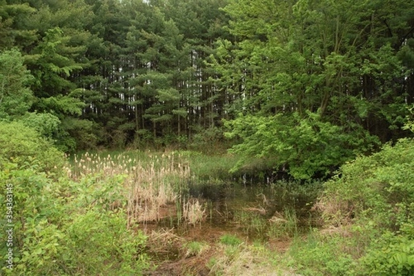Fototapeta Pond Swamp Bog in the woods