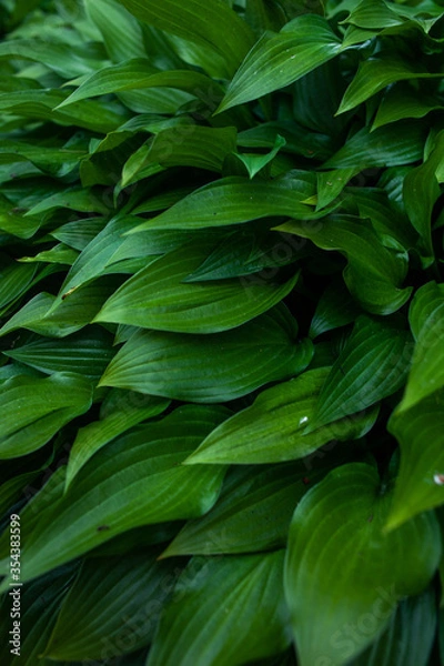 Obraz Green fresh leaves closeup in the natural environment