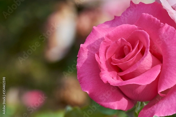 Fototapeta Pink rose in the right side with a  blurred background