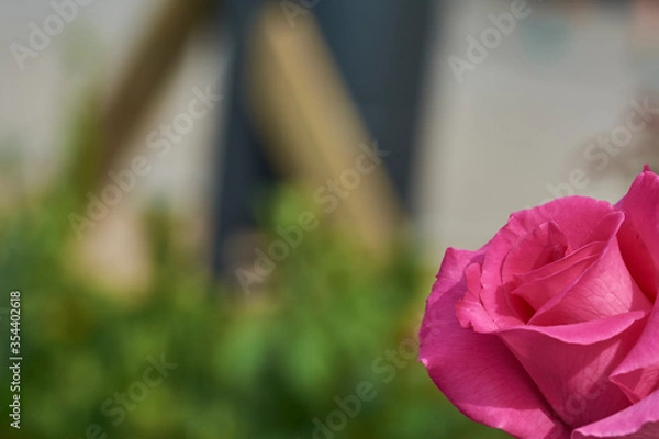 Fototapeta Pink rose in the right bottom corner in a blurred background