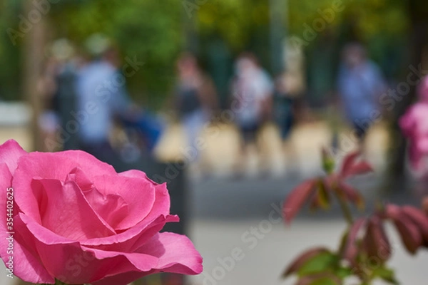 Fototapeta Pink rose in the left bottom corner with a blurred street in the background