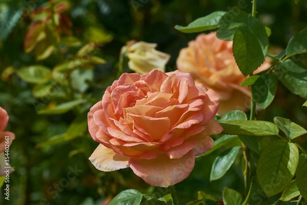 Fototapeta Orange rose with many petals with a green background