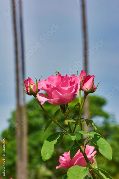 Fototapeta Pink roses and some cocoons with some palm trees in the background