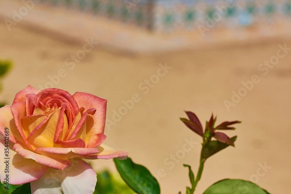 Fototapeta Orange rose in the left bottom corner