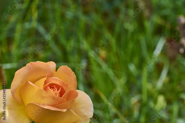 Fototapeta Yellow rose in the left bottom corner with a green blurred background