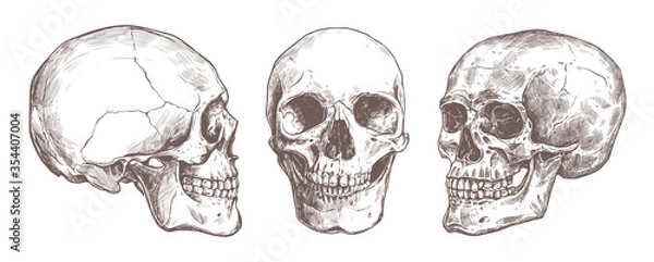 Obraz Vector hand drawn human skull set. Anatomical high detailed engraving illustration. Sketch bones of man head