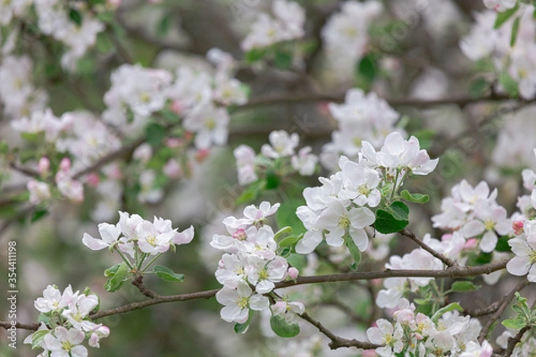 Fototapeta Abundantly blooming apple tree. Flowers of the apple tree. Cloudy spring day.