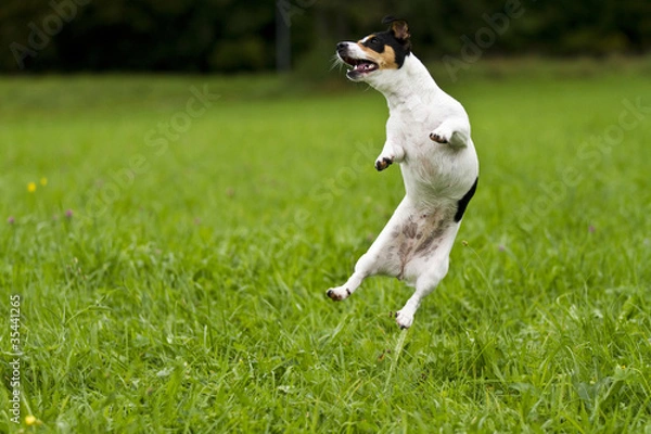 Fototapeta Jack-Russel springt