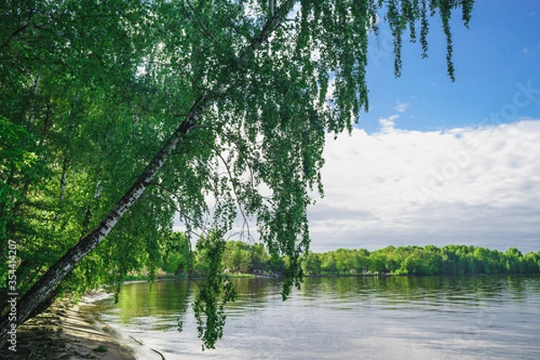 Fototapeta Birch trees hang over the river