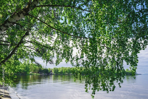 Fototapeta Birch trees hang over the river