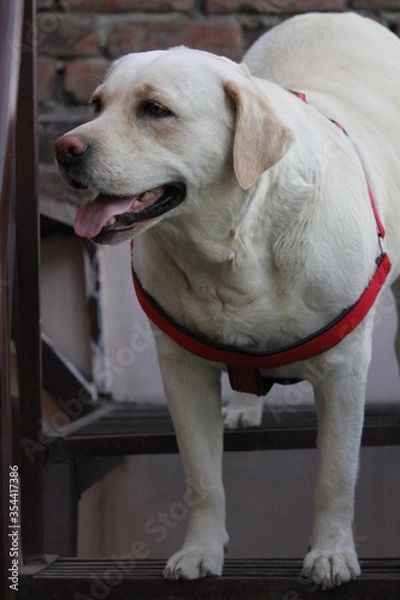 Obraz labrador retriever dog