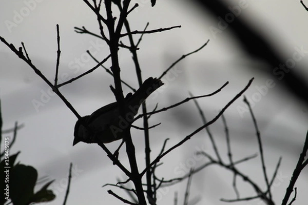 Obraz bird on a branch