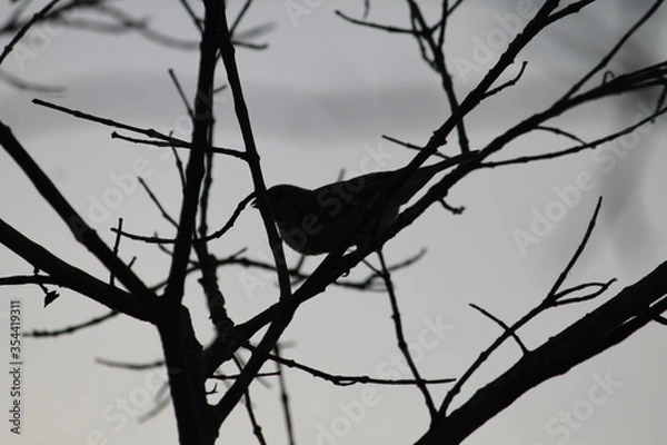 Fototapeta bird on a branch