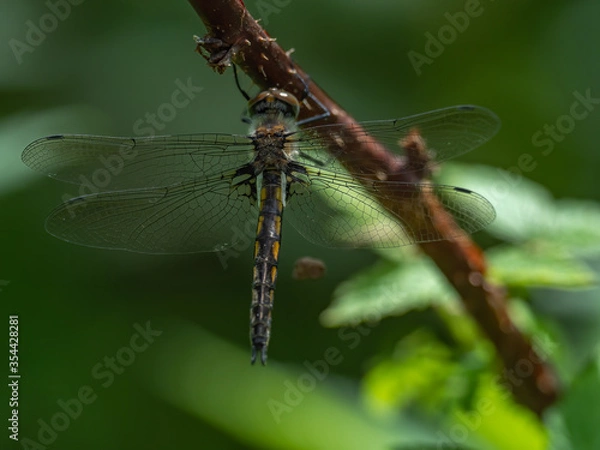 Fototapeta A Spiny Baskettail dragonfly sitting on a branch