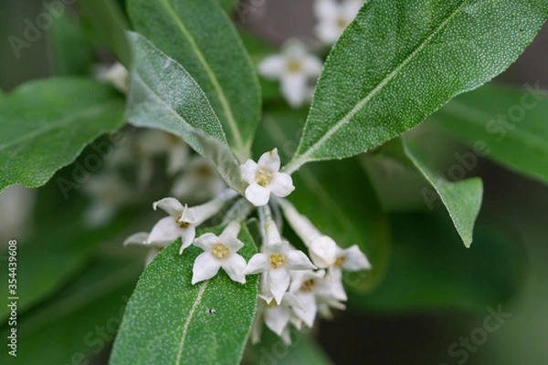 Obraz Autumn Olive Flowers in Springtime