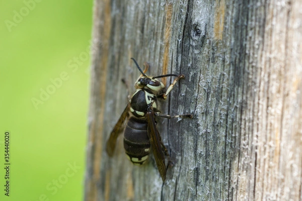Fototapeta Bald Faced Hornet in Springtime