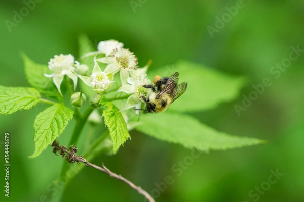 Fototapeta Bumblebee on Black Raspberry Flowers