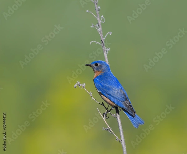 Obraz Male Eastern Bluebird on Green Background