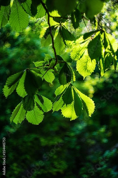Fototapeta Green leaves of a chestnut tree in the sun. Succulent chestnut leaves. 
Natural background of green leaves