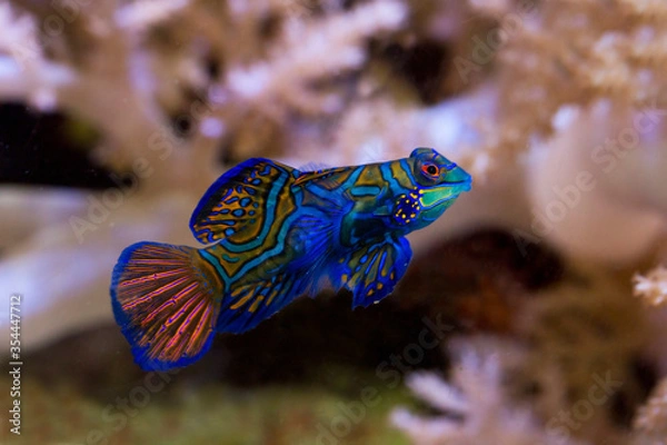 Obraz  Mandarinfish, mandarin dragonet (Synchiropus splendidus).