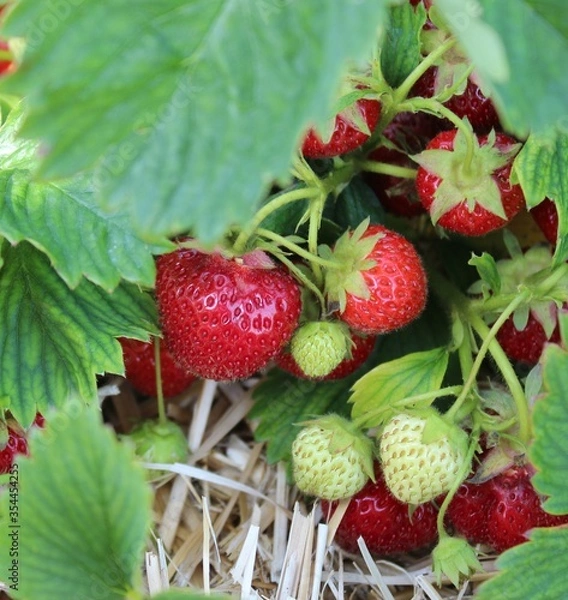 Obraz Strawberries 