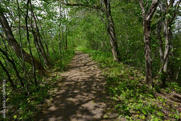 Fototapeta forest path on a beautiful spring day