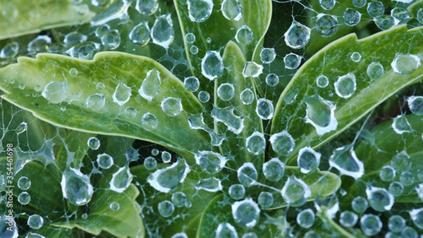 Obraz The dew on the spider's web