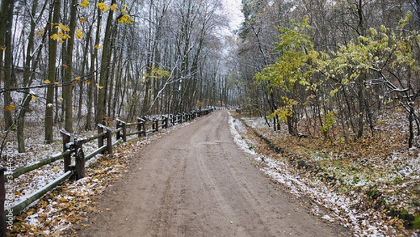 Obraz forest road
