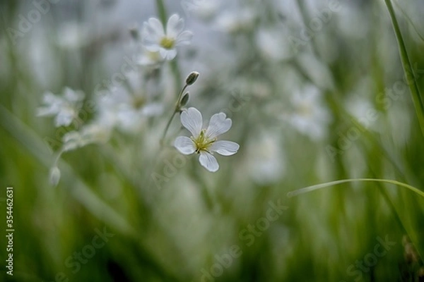 Obraz The white flowers