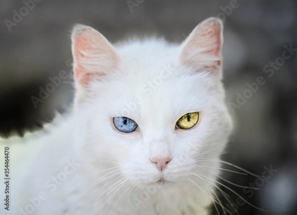 Fototapeta White cat with multi-colored eyes, turkish angora 