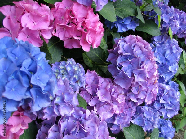 Obraz hortensia bleu