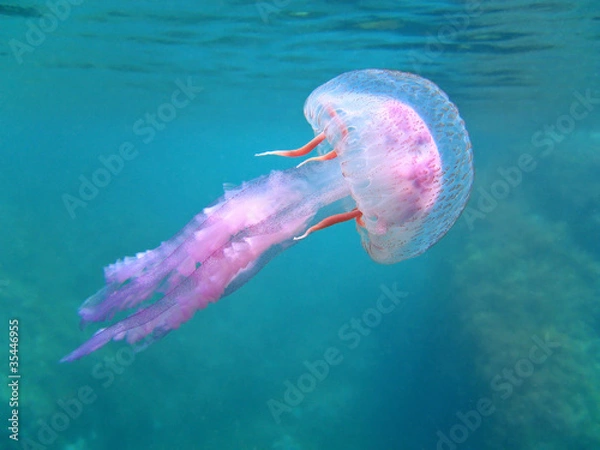 Obraz Meduza śródziemnomorska w pobliżu powierzchni wody, Pelagia Noctiluca