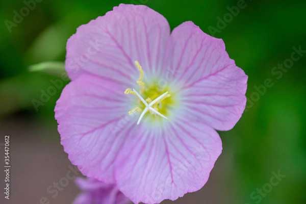 Fototapeta Macro Flower