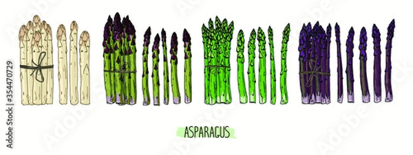 Obraz Hand drawn sketch style Asparagus set. Bundles of green, white and purple Asparagus. Color illustration. 
