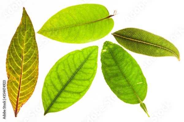 Fototapeta Green leaves with isolated white background for medical conceptual and text adding commercial