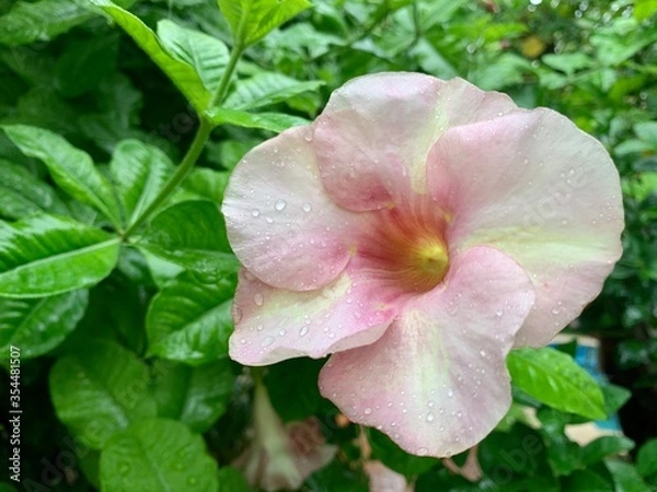 Obraz pink rose bush