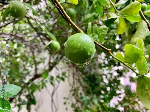 Fototapeta lime on tree