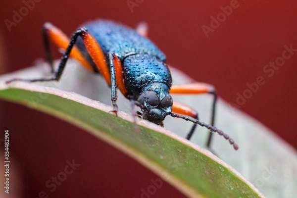 Fototapeta Real long horn weevil in close up view