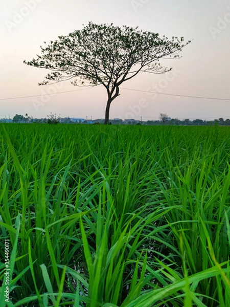 Obraz tree in the field